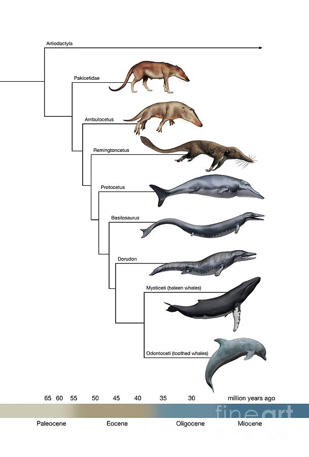Whale Evolution Photograph by Mikkel Juul Jensen / Science Photo ...