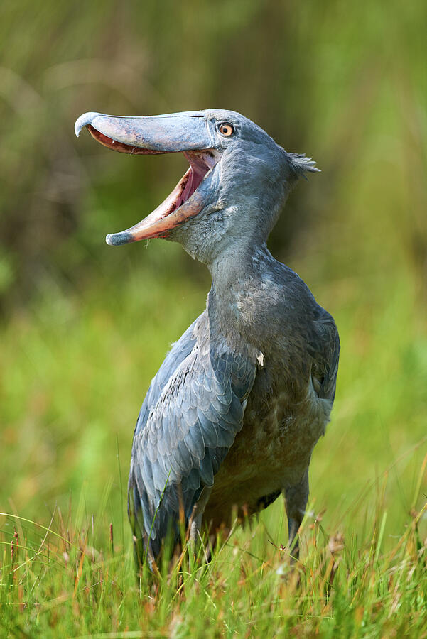 Whale Headed / Shoebill Vocalising. Swamps Of Mabamba, Lake Photograph by Eric Baccega / Naturepl.com Whale Headed / Shoebill Vocalising. Swamps Of Mabamba, Lake Photograph by Eric Baccega / Naturepl.com