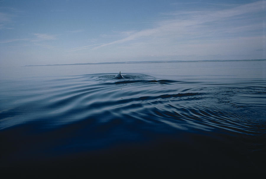 Whale In Sea Photograph by Jake Rajs