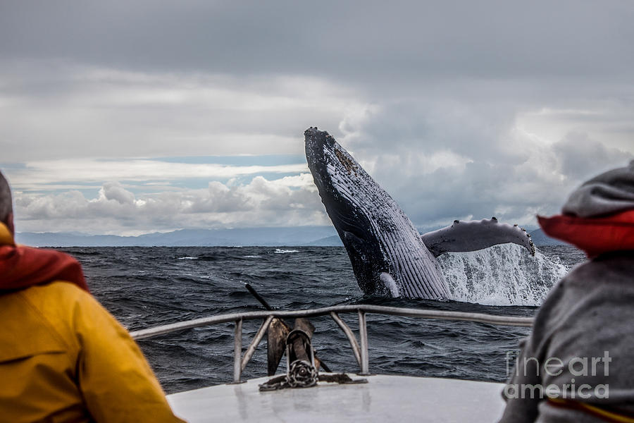 Pets Photograph - Whale Jump by Alexey Mhoyan