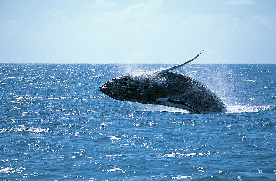 Whale Leaping From Sea Photograph by Stephen Frink