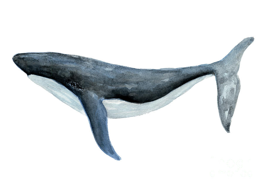 whale-navy-blue-art-print-oceanlife-home-decor-painting-by-joanna-szmerdt-fine-art-america