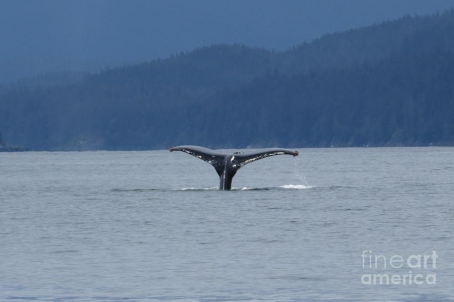 Whale of a Tail Photograph by World Reflections By Sharon