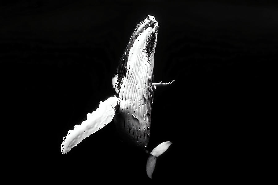 Whale Season Photograph by Serge Melesan