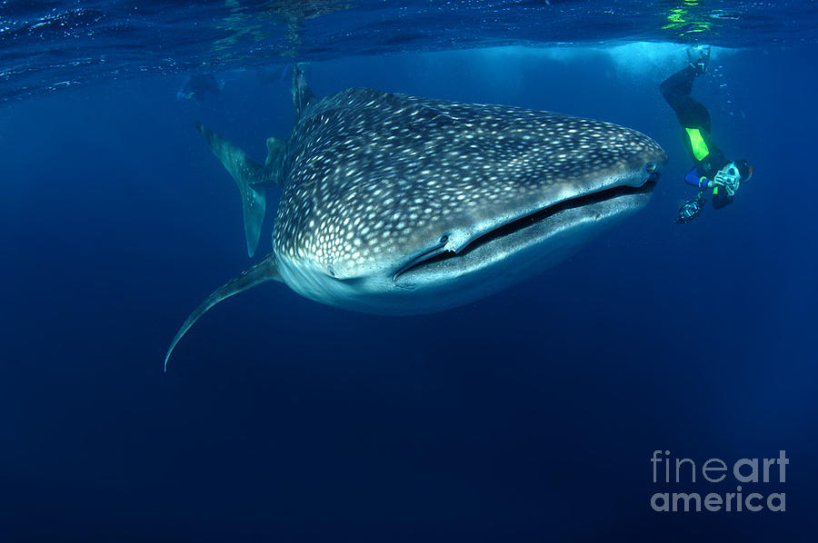 Blue Water Photograph - Whale Shark & Snorkeller Rhincodon by Davidpstephens Blue Water Photograph - Whale Shark & Snorkeller Rhincodon by Davidpstephens