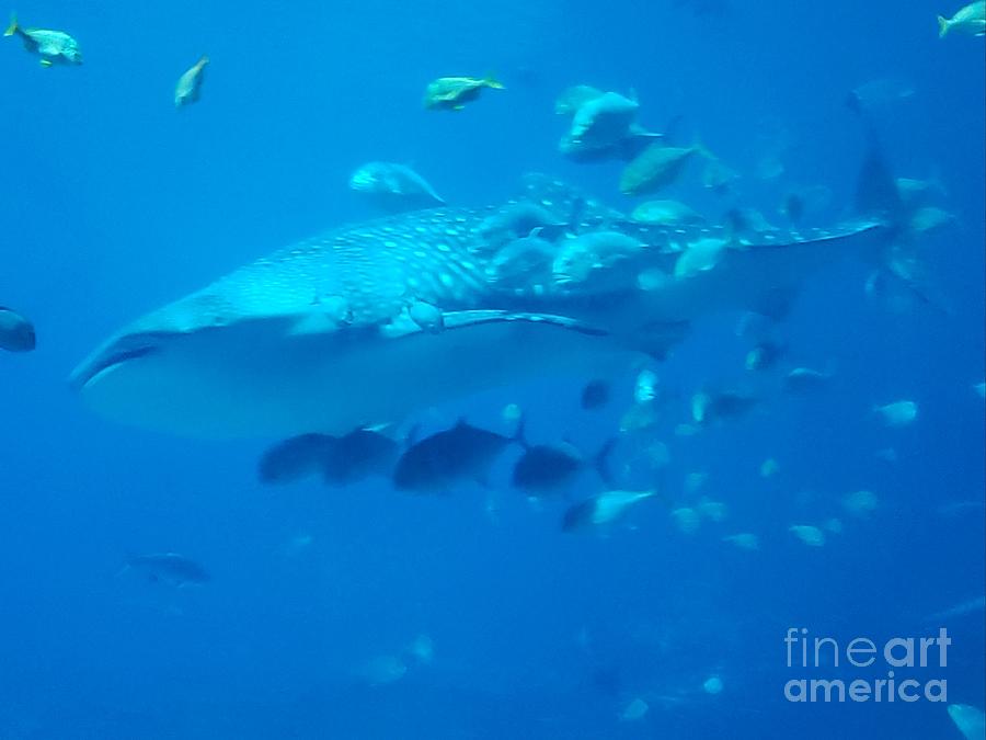 Whale Shark And Friends  Photograph by Donna Brown