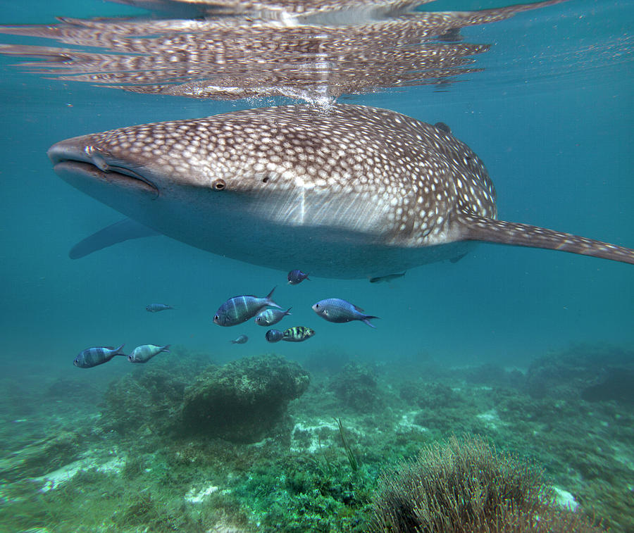 Whale Shark And Reef Fish, Cebu, Philippines Photograph by Tim Fitzharris