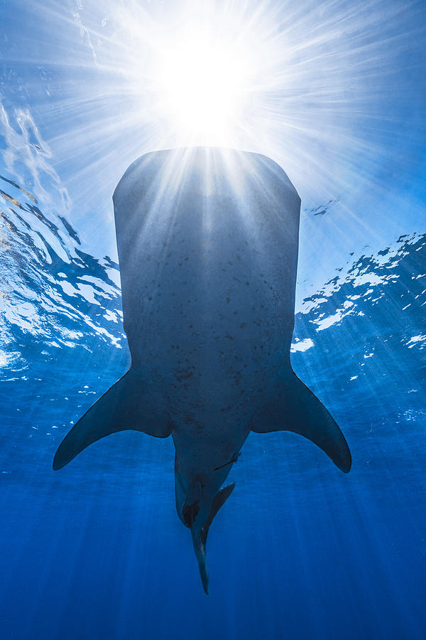 Whale Shark And Sun Photograph by Barathieu Gabriel