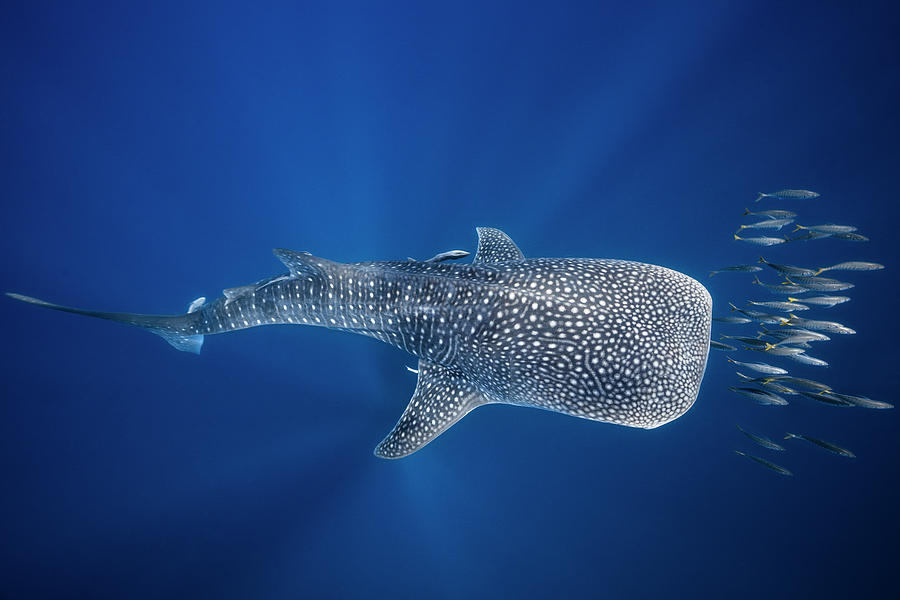 Whale Shark And Tuna Shoal Photograph by Barathieu Gabriel