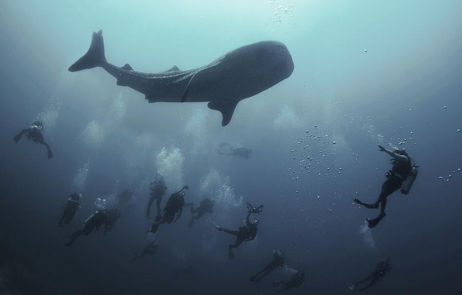 Nature Photograph - Whale Shark by Dmitriy Yevtushyk