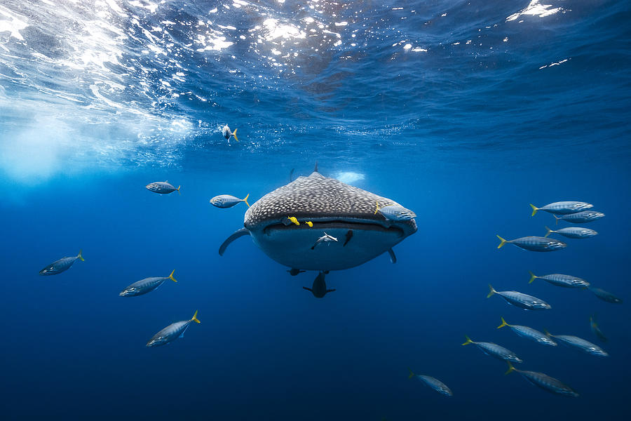 Shark Photograph - Whale Shark Escorted By A School Of Bonito by Barathieu Gabriel