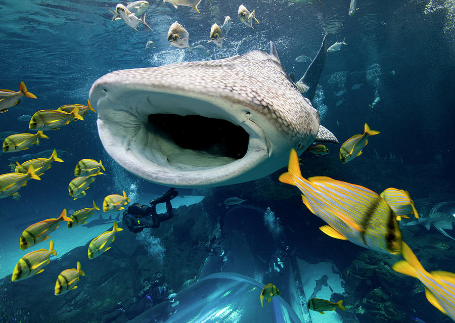 Whale Shark In Captivity Photograph by Stephen Frink
