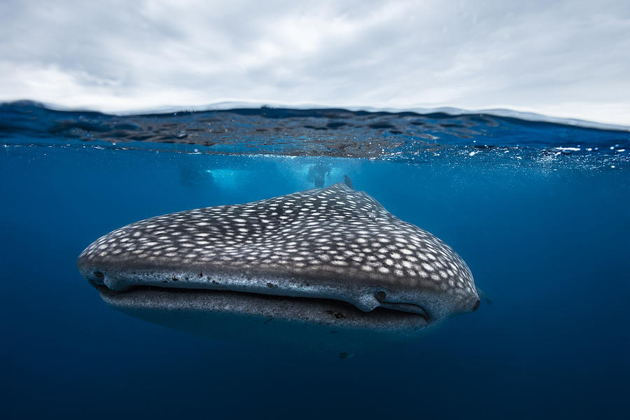 Whale Shark In Split Level Photograph by Barathieu Gabriel