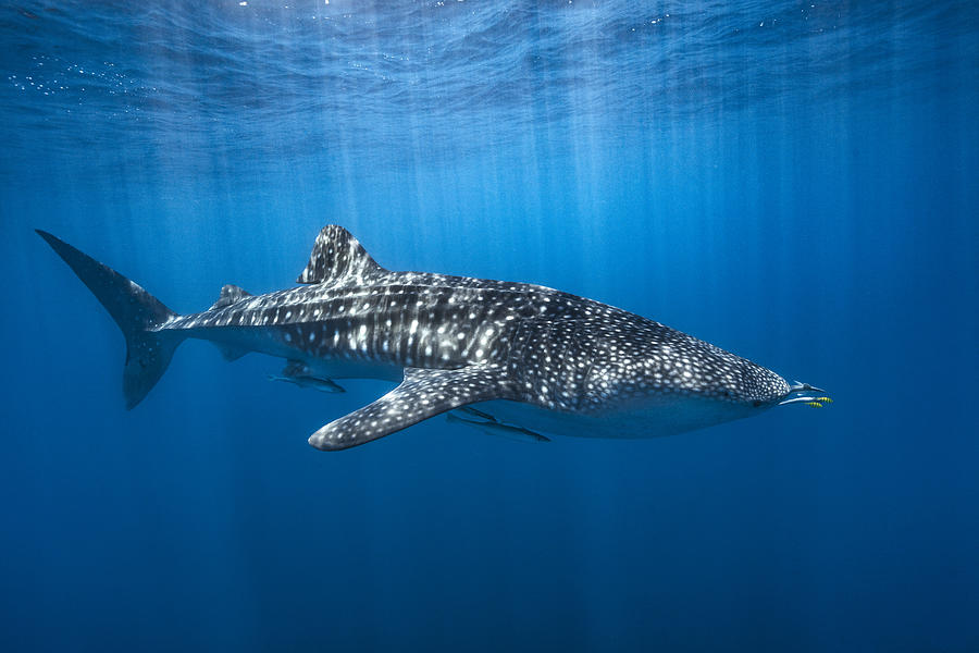 Shark Photograph - Whale Shark In The Blue by Barathieu Gabriel