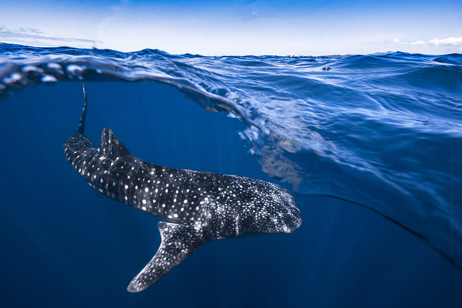 Wildlife Photograph - Whale Shark On Split Level by Barathieu Gabriel