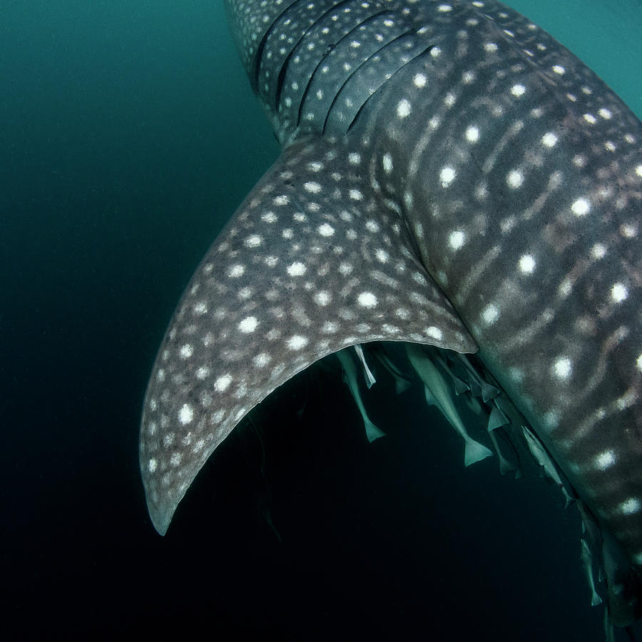 Whale Shark Pectoral Fin And Skin Markings Detail Indonesia Photograph