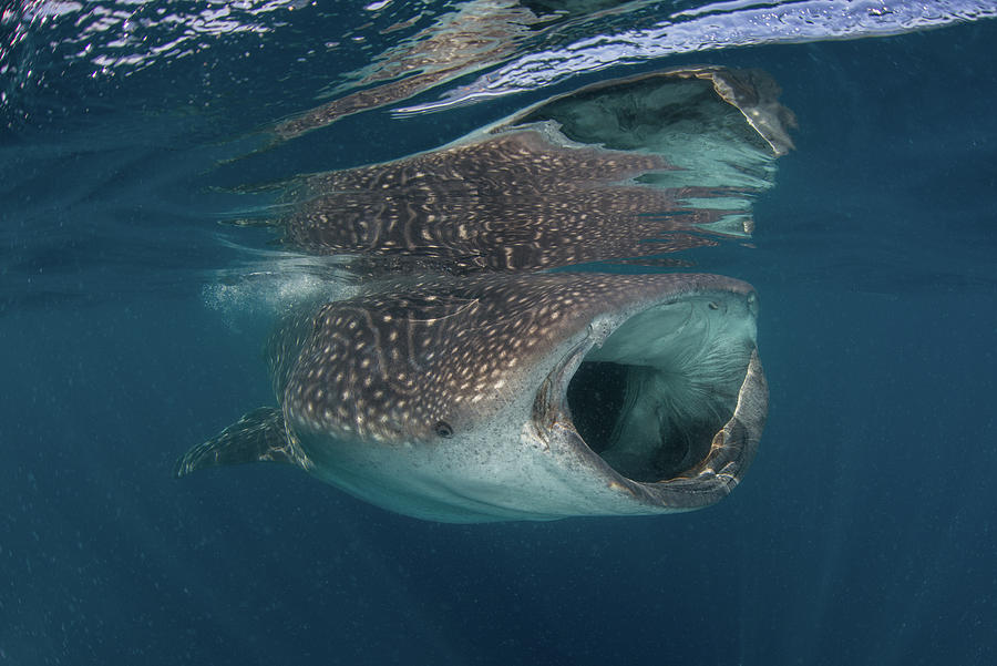 Whale Shark (rhyncodon Typus) Filter Feeding In The Surface, Underwater ...