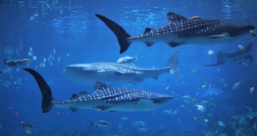 Whale Sharks Photograph by Christopher James