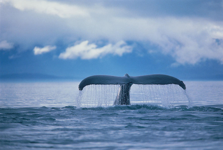 Whale Photograph by Stuart Westmorland