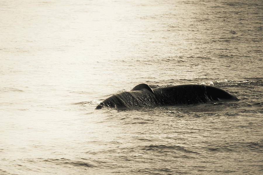 Whale Tail 1 Photograph by Rebekah Zivicki