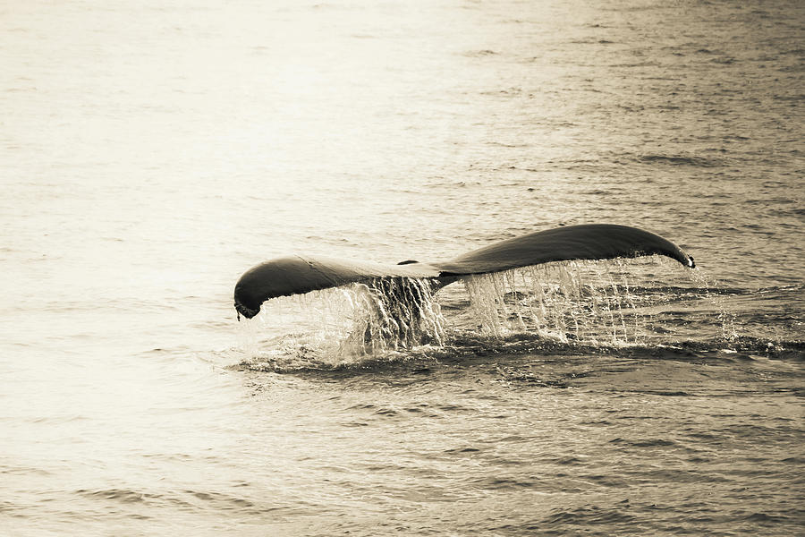 Whale Tail 2 Photograph by Rebekah Zivicki