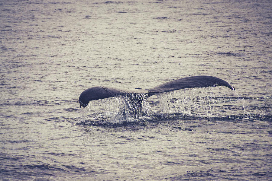 Whale Tail 2A Photograph by Rebekah Zivicki