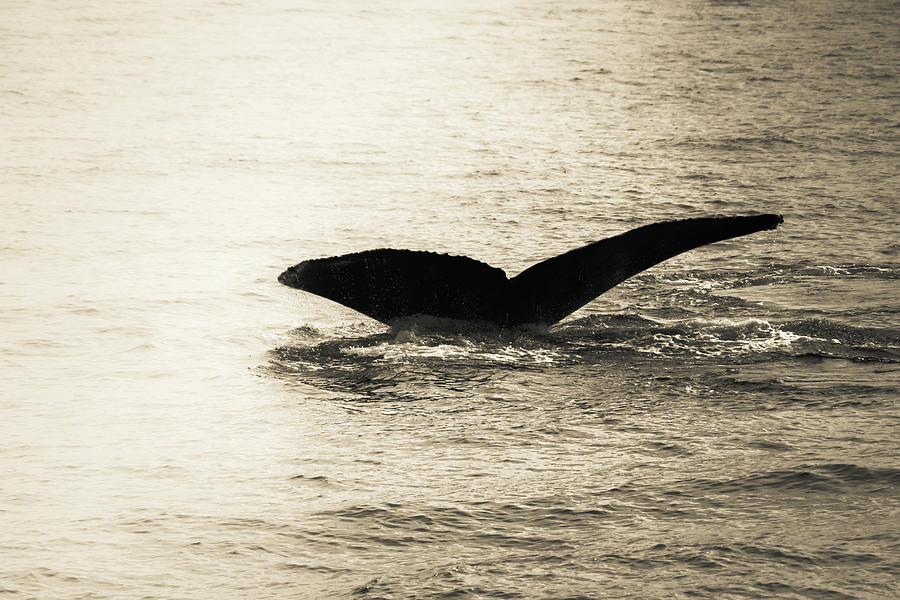 Whale Tail 3 Photograph by Rebekah Zivicki
