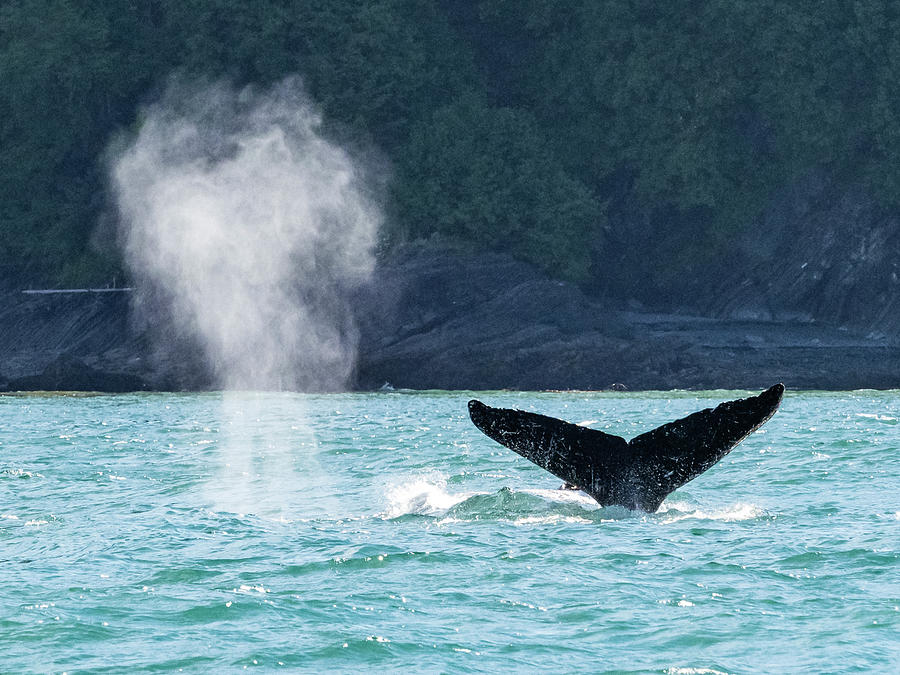 Nature Photograph - Whale Tail And Whale Blow, Humpback by Ralph Lee Hopkins