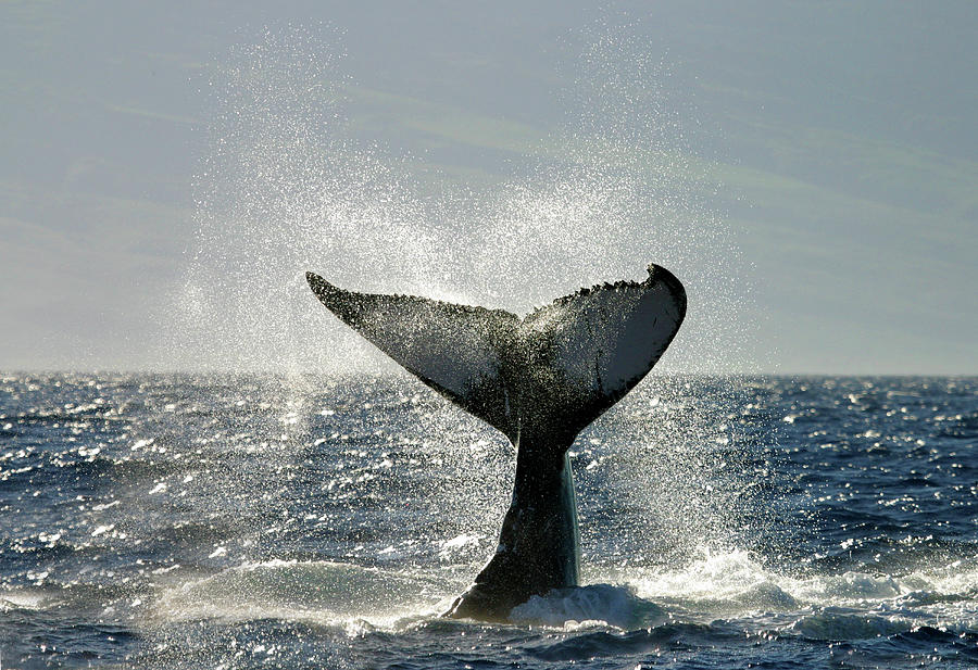 Whale Tail Fluke Slap Photograph by M Swiet Productions