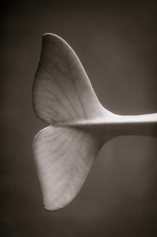 Whale Tail Photograph by Henry Horenstein