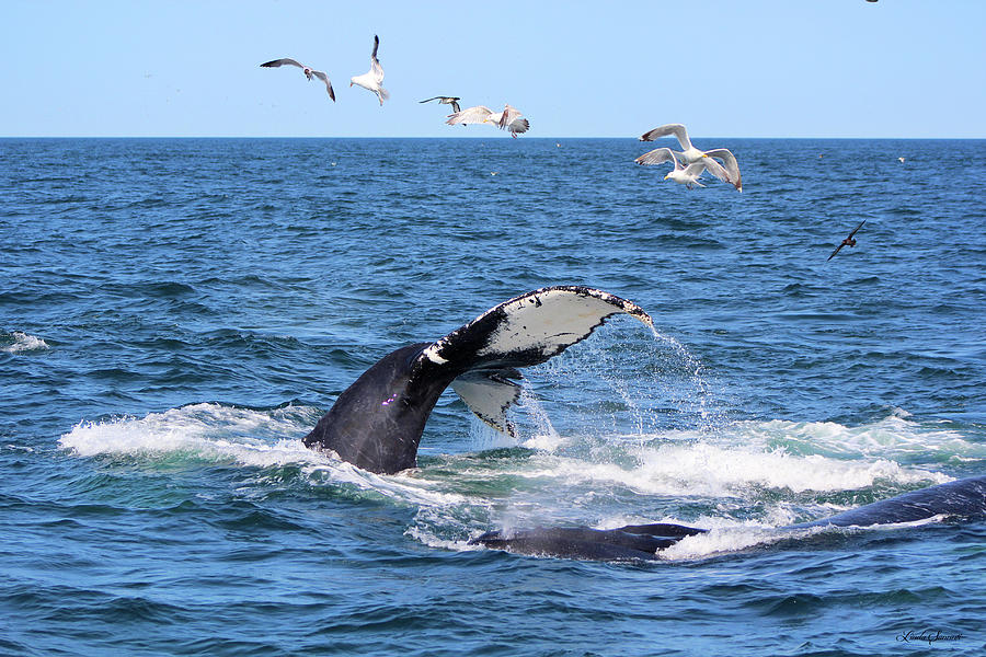 Whale Tail Photograph by Linda Sannuti