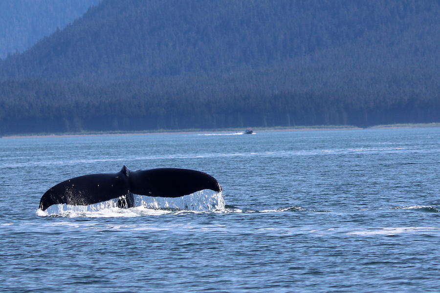 Whale Tail Photograph by Sandy Fraser - Fine Art America