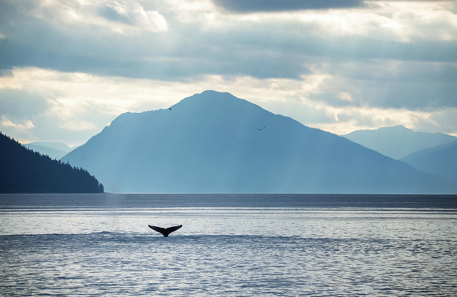 Whale Tail, Sunset, Alaska Photograph by Max Seigal Whale Tail, Sunset, Alaska Photograph by Max Seigal