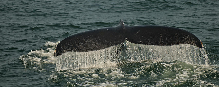 Whale Watch 1 Photograph by Paul Mangold
