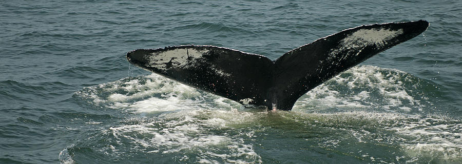 Whale Watch 4 Photograph by Paul Mangold