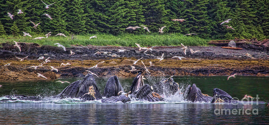 Whale Watching - Alaska Photograph by Shirley Mangini