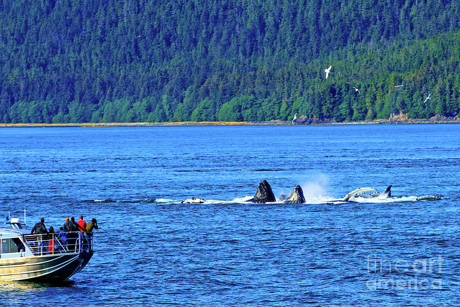 Whale Watching Photograph