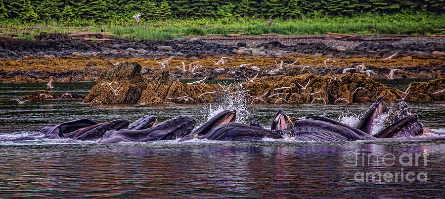 Whale Watching Photograph by Shirley Mangini