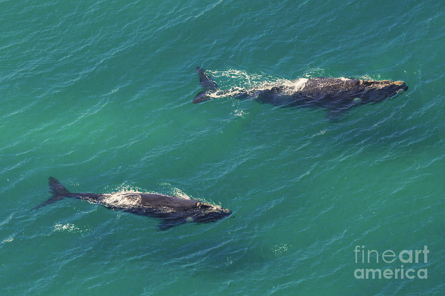 Whales Mother and Calf Photograph by Benny Marty