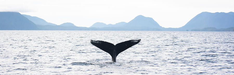 Whales Tail Photograph by Patrick Nowotny