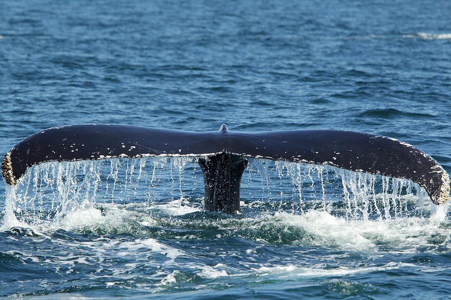 Whale's Tail Splashing On Sea Surface Digital Art by David Fettes ...