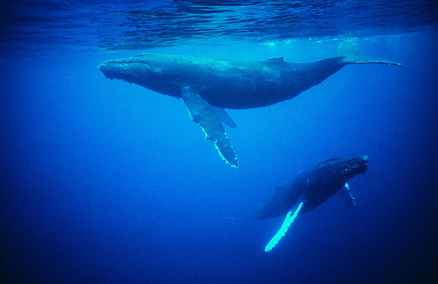 Whales Underwater Photograph by Digital Vision.
