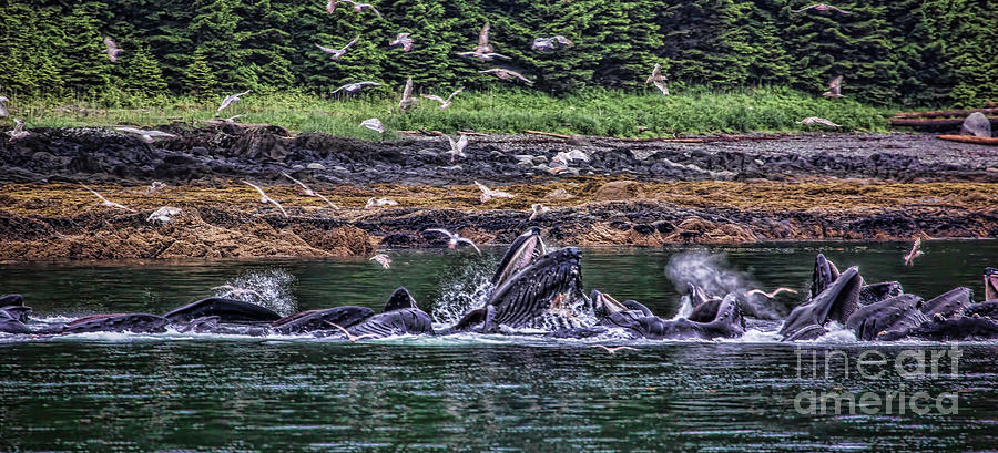 Whales Watching Photograph by Shirley Mangini