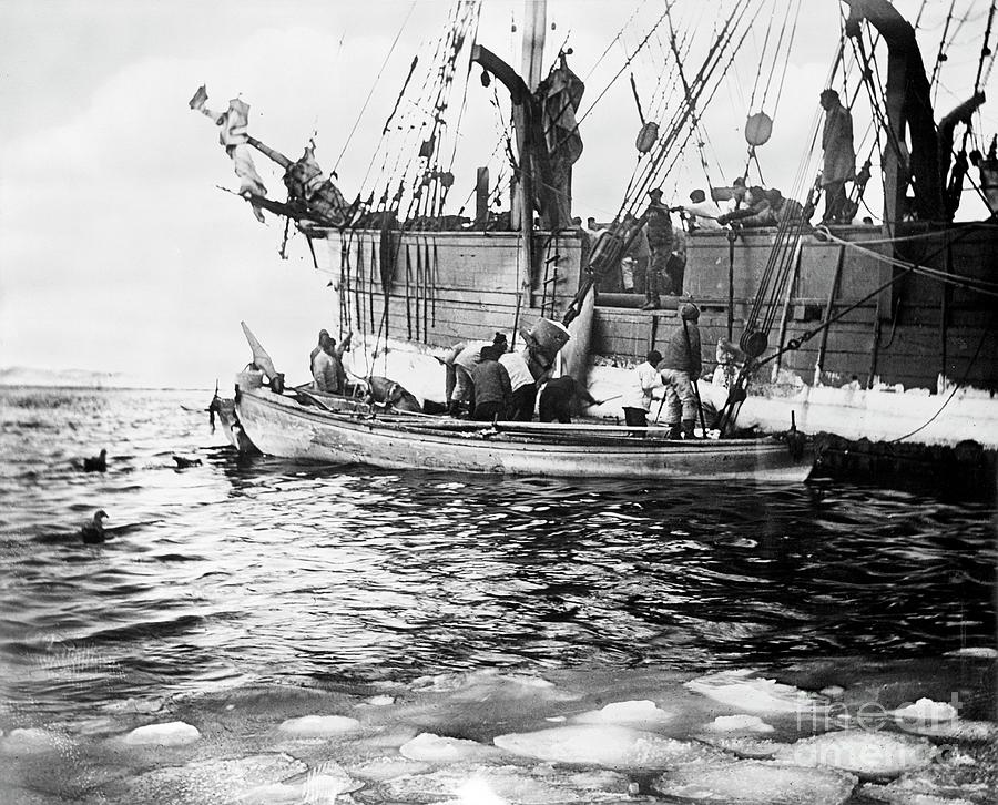 Whaling Boats Photograph by Natural History Museum, London/science Photo Library