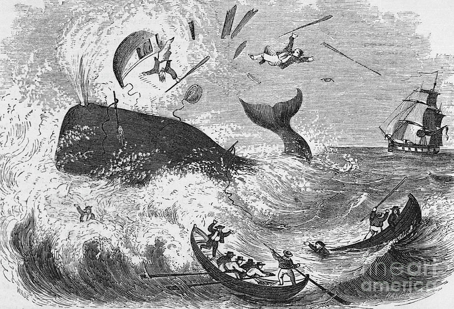 Whaling, The Flurry, Woodcut Photograph by Bettmann
