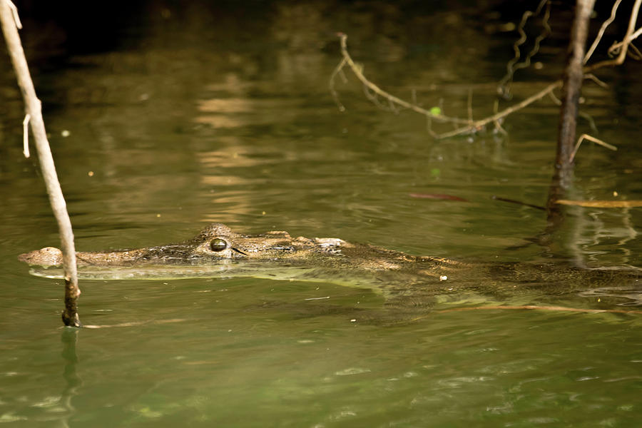 What a Croc Photograph by Pheasant Run Gallery