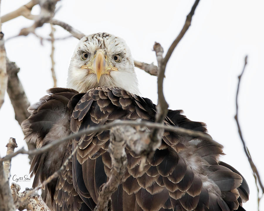 Eagle Photograph - What? by Crystal Socha