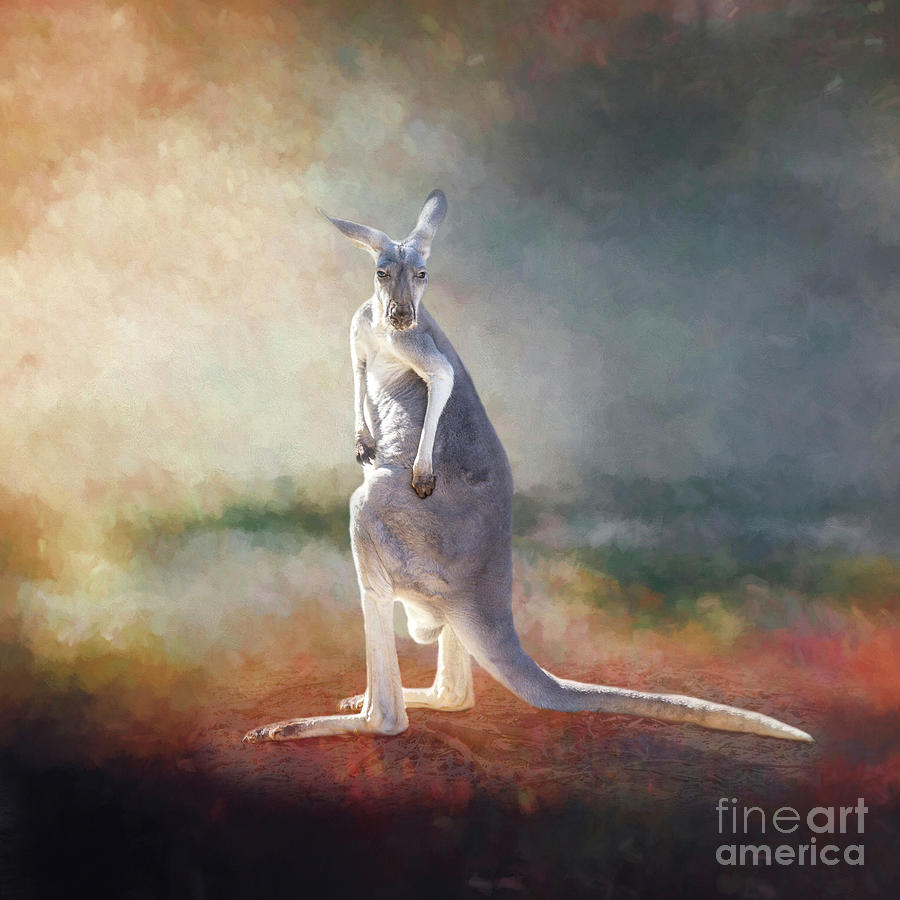 Kangaroo Photograph - What did you say by Elisabeth Lucas