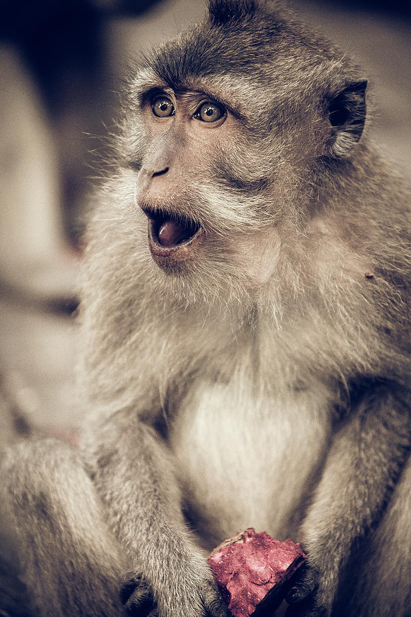 Uluwatu Photograph - What? by Felipe Queriquelli Uluwatu Photograph - What? by Felipe Queriquelli