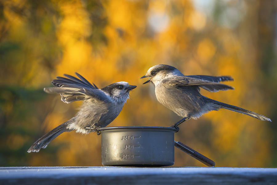 Bird Photograph - What Happened To My Breakfast? by Anchor Lee